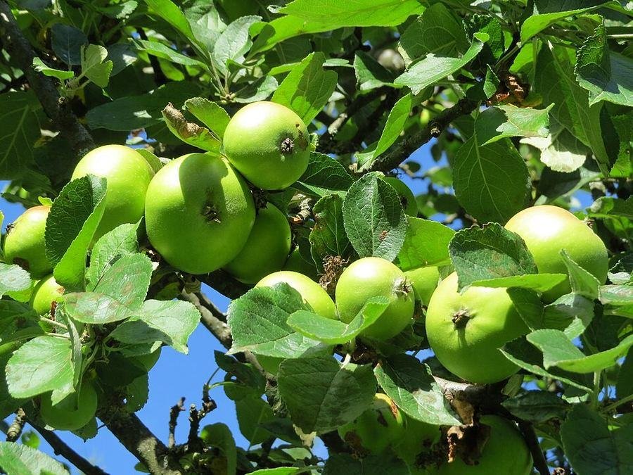 Apple / سیب