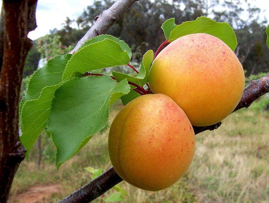 Apricot / خوبانی