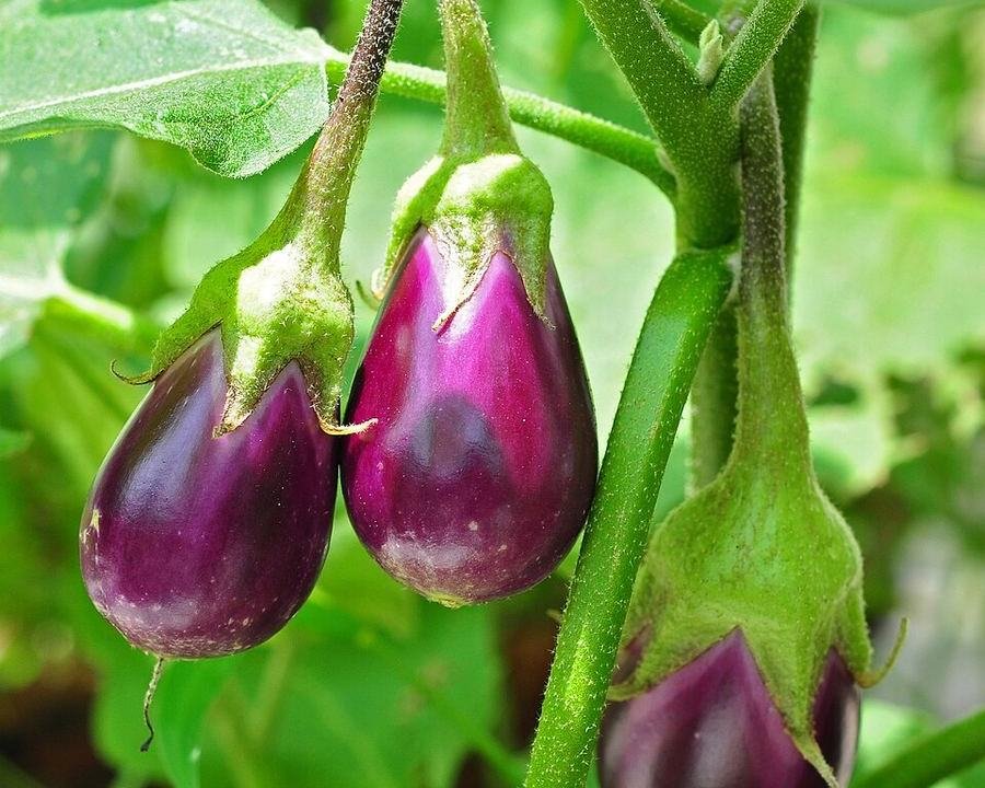 Brinjal / بینگن