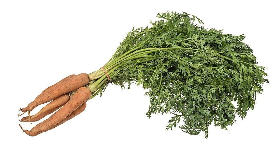 Carrot / گاجر