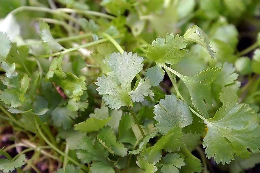 Coriander / دھنیا