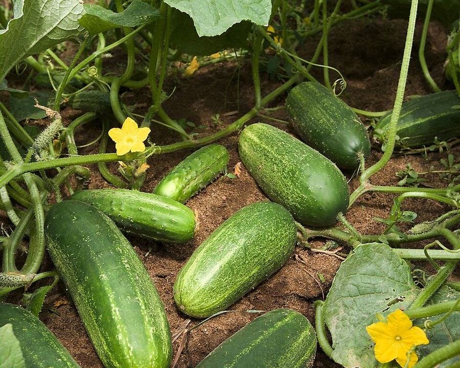 Cucumber / کھیرا