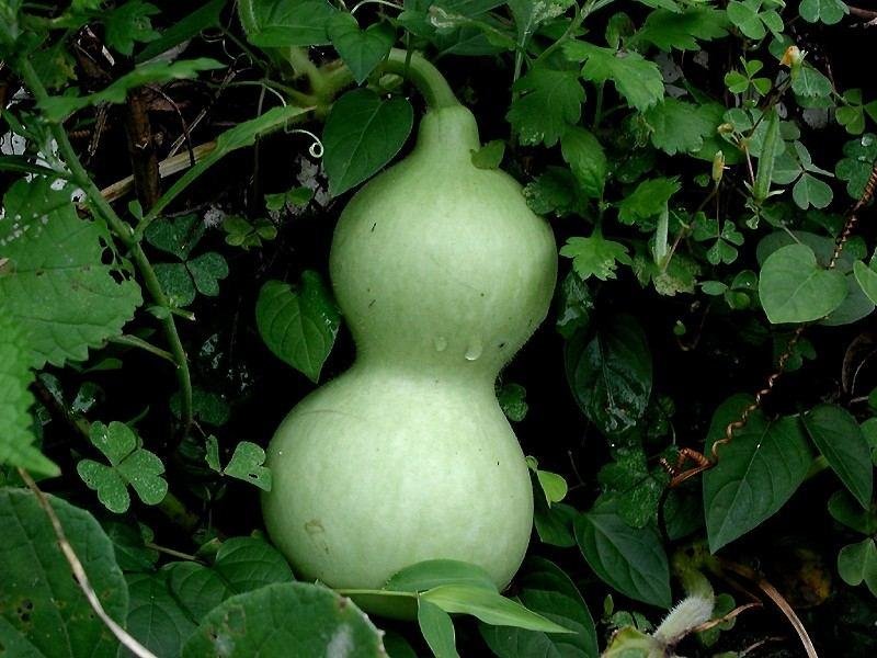 Pumpkin & gourds / کدو / لوکی / توری