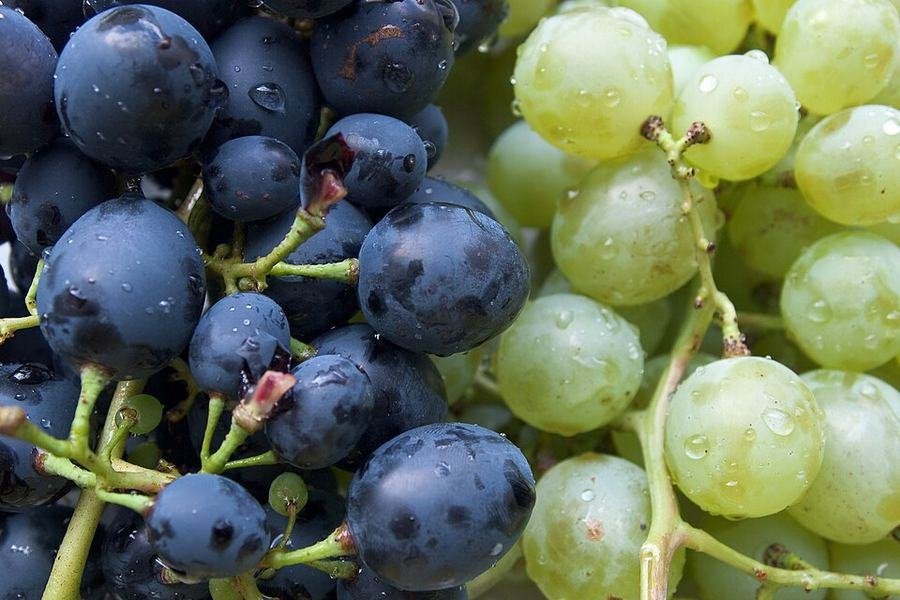 Grapes / انگور