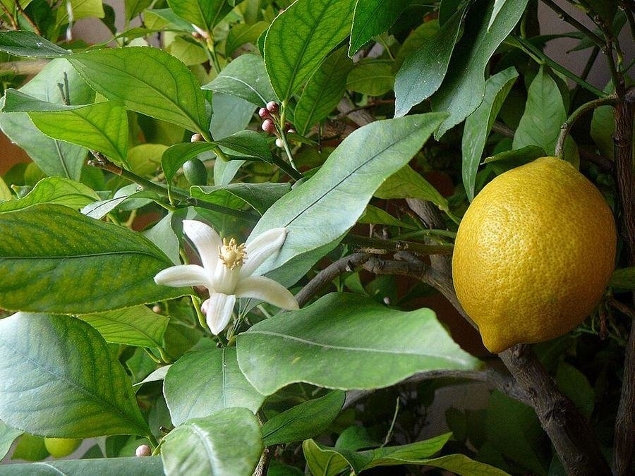 Lemon / لیموں