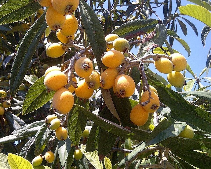 Loquat / لوکاٹ