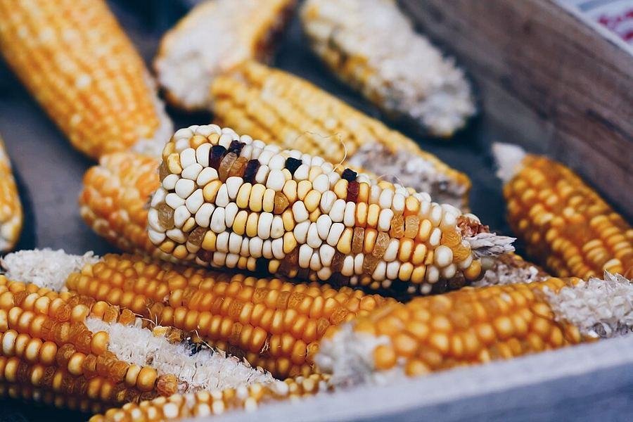 Maize / مکئی