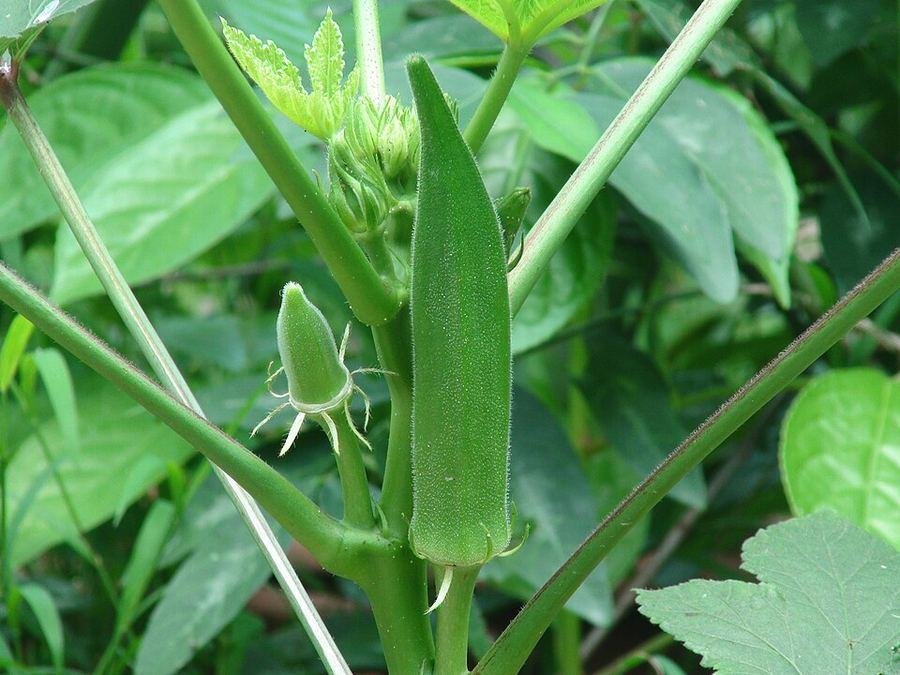 Okra / بھنڈی