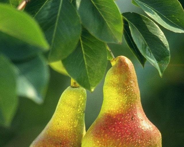 Pear / ناشپاتی