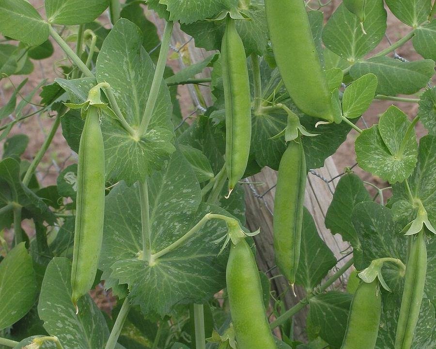 Peas / مٹر