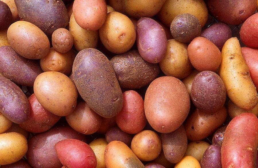 Potato / آلو