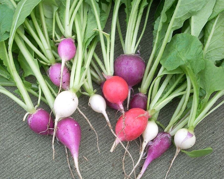 Radish / مولی