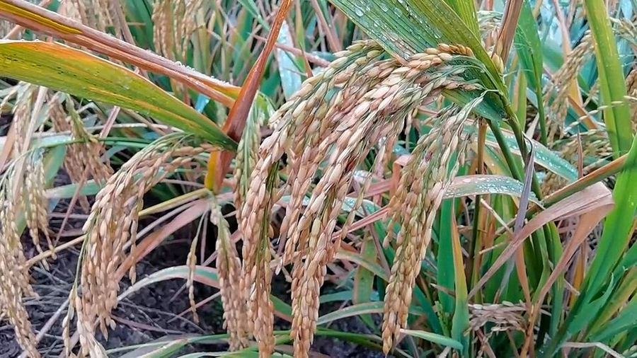 Rice / چاول