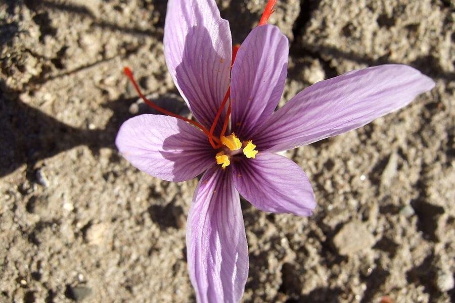 Saffron (Zafran) / زعفران