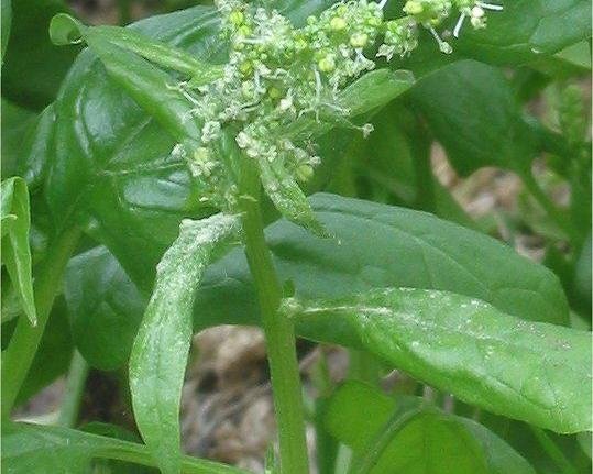 Spinach / پالک