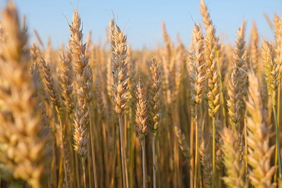 Wheat / گندم